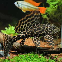 Pleco Leopardo Véu - Pterygoplichthys gibbiceps 7-9 cm Pleco Leopardo Véu - Pterygoplichthys gibbiceps 7-9 cm