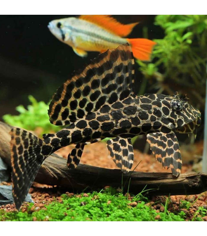 Pleco Leopardo Véu - Pterygoplichthys gibbiceps 7-9 cm
