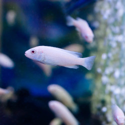 Pseudotropheus socolofi Snow White Pseudotropheus socolofi Snow White