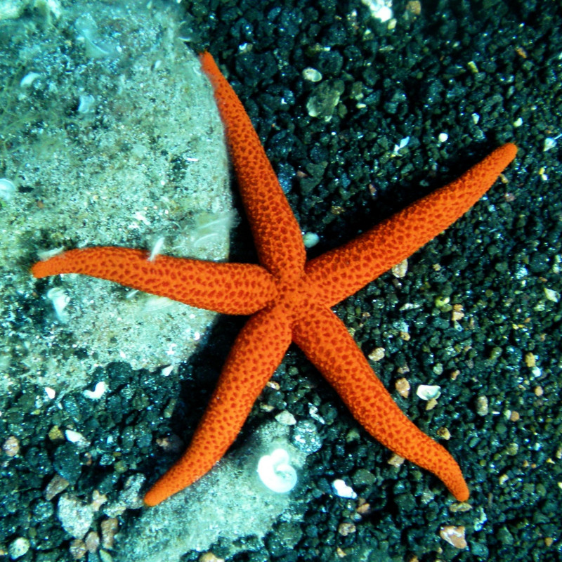 Echinaster sepositus