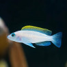 Neolamprologus similis