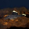 L081 Gold Nugget Pleco 5-7cm - Baryancistrus xanthellus
