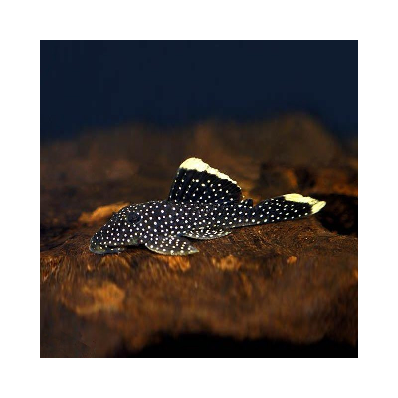 L081 Gold Nugget Pleco 5-7cm - Baryancistrus xanthellus