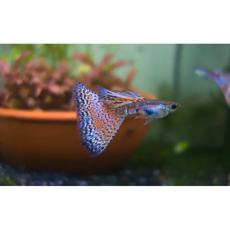 Guppy Red Grass (casais) - Poecilia reticulata