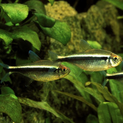 Hyphessobrycon herbertaxelrodi - Tetra Neón Negro Hyphessobrycon herbertaxelrodi - Tetra Neón Negro