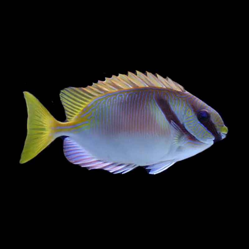 Siganus doliatus