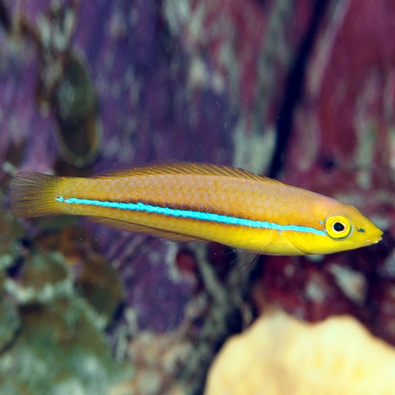 Halichoeres garnoti - Neon Wrasse