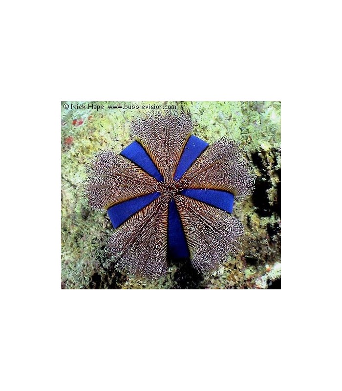 Mespilia globolus - Tuxedo Urchin