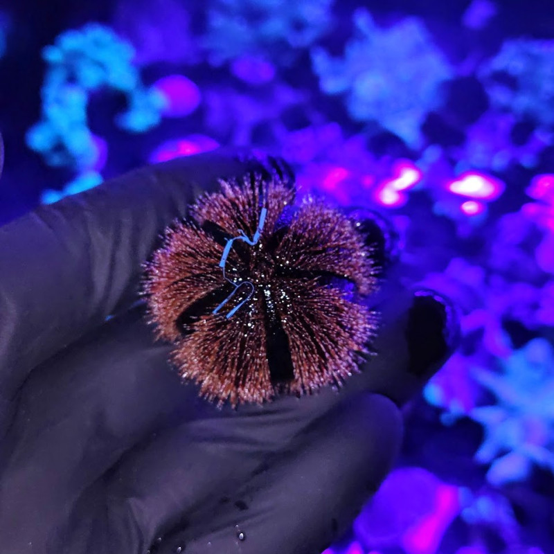 Mespilia globolus - Tuxedo Urchin