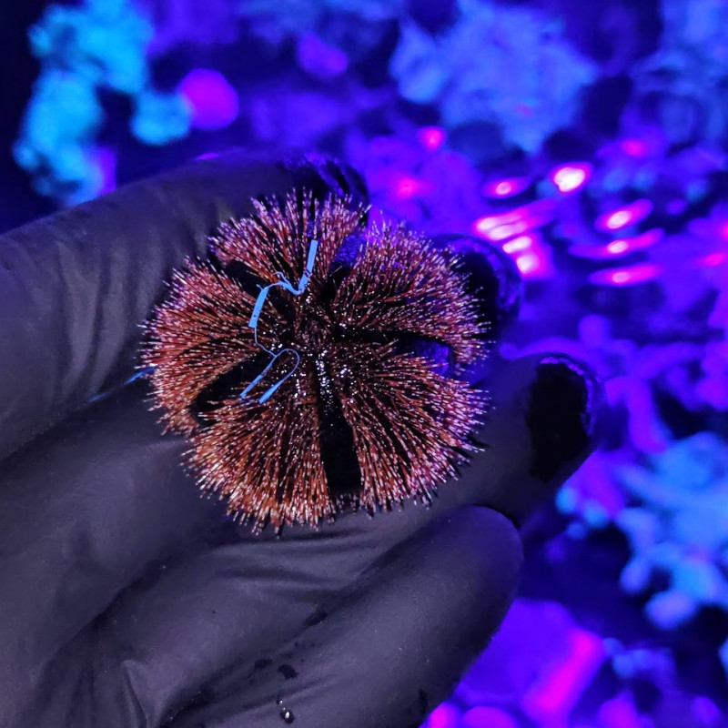 Mespilia globolus - Tuxedo Urchin Mespilia globolus - Tuxedo Urchin
