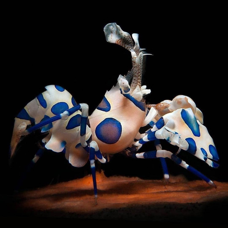 Harlequin Shrimp - Hymenocera picta