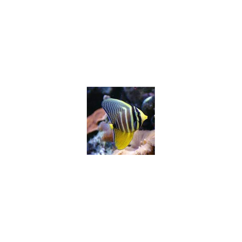 Zebrasoma velifer - Sailfin Tang Zebrasoma velifer - Sailfin Tang