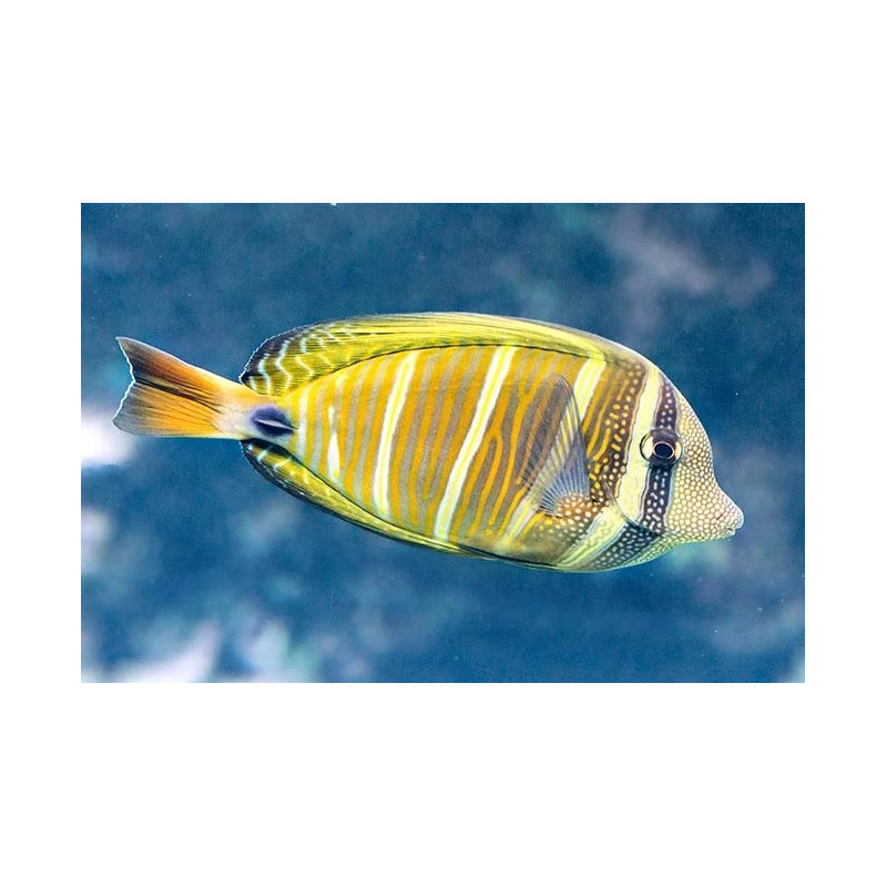 Zebrasoma velifer - Sailfin Tang Zebrasoma velifer - Sailfin Tang