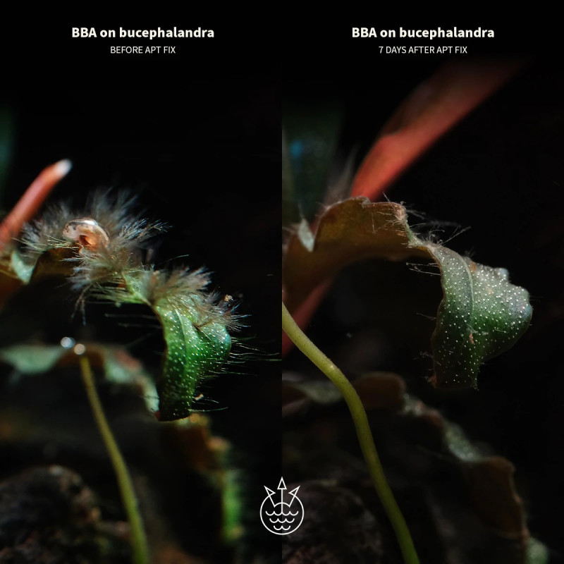 APT Fix - 2HR Aquarist