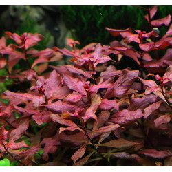 Ludwigia palustris Ludwigia palustris