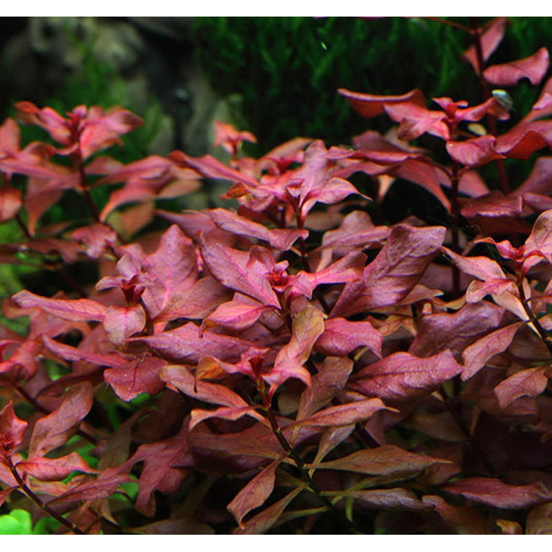 Ludwigia palustris