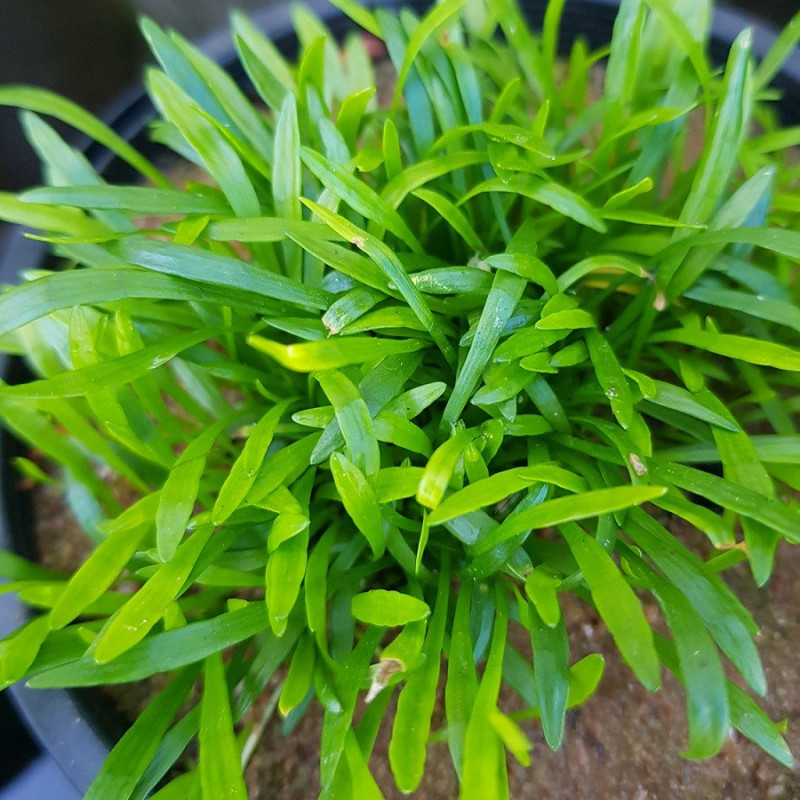 Lilaeopsis brasiliensis in Vitro