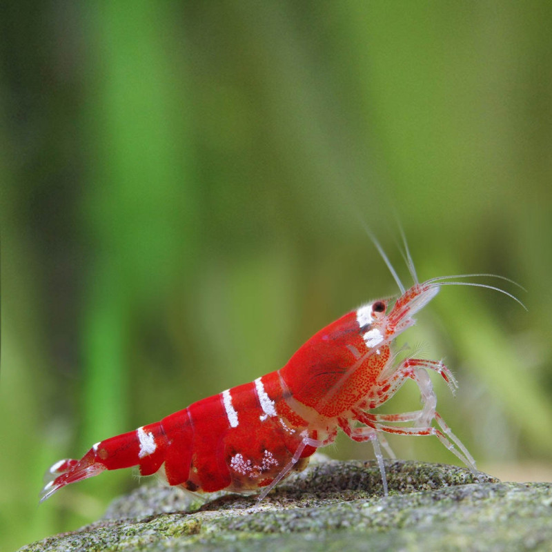 Neocaridina Super Crystal Red