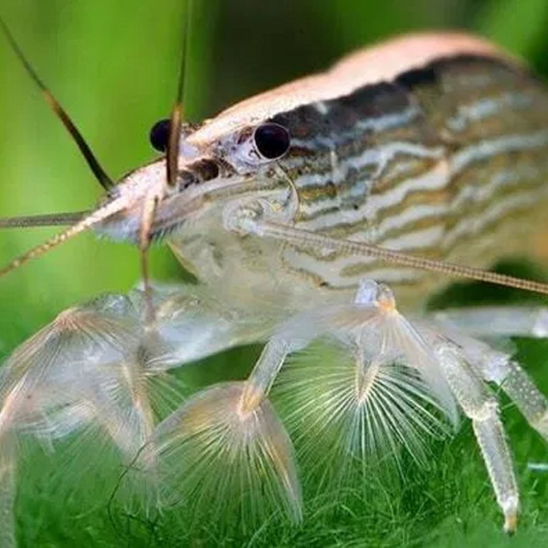 Camarão Madeira - Atyopsis moluccensis