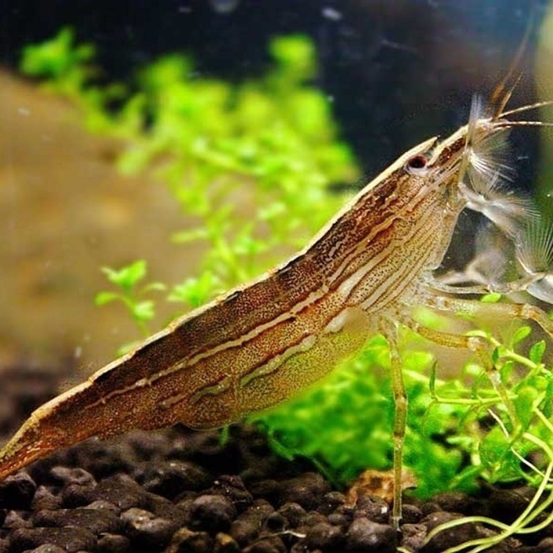 Camarão Madeira - Atyopsis moluccensis