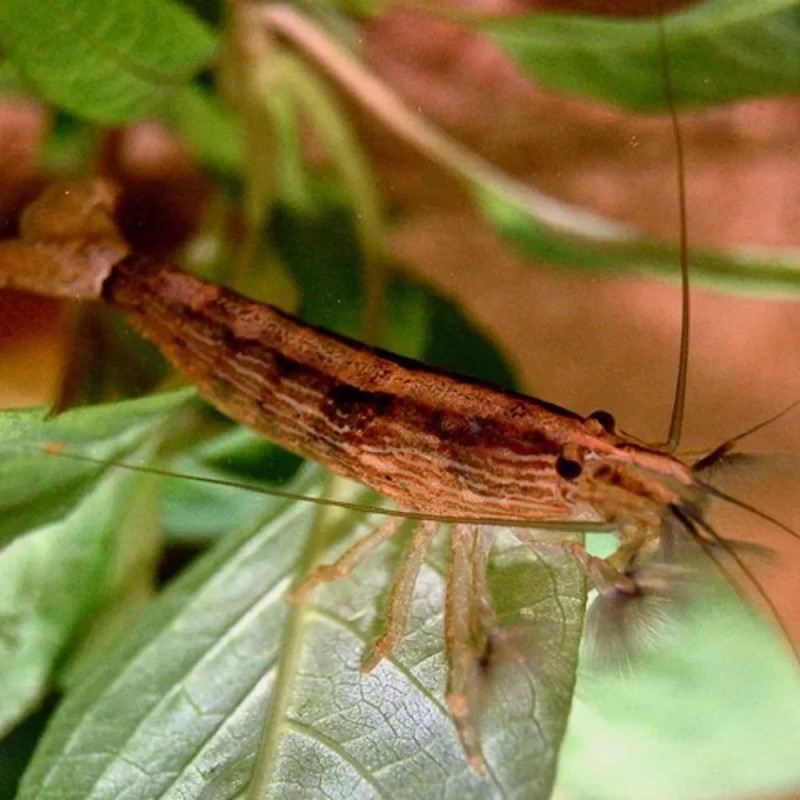 Camarão Madeira - Atyopsis moluccensis