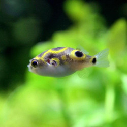 Colomesus asellus Colomesus asellus