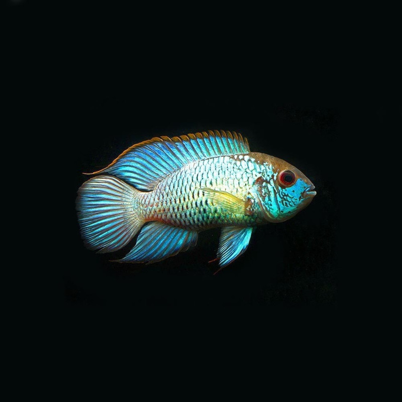 Andinoacara pulcher Electric Blue