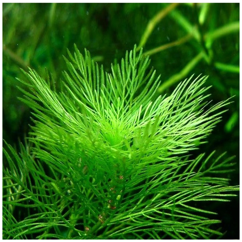 Myriophyllum mattogrossense