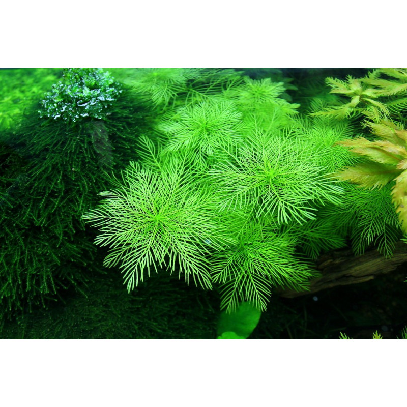 Myriophyllum mattogrossense