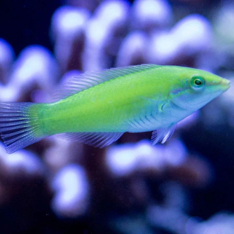 Halichoeres chloropterus - Green Wrasse