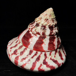 Trochus sp. Red Trochus sp. Red