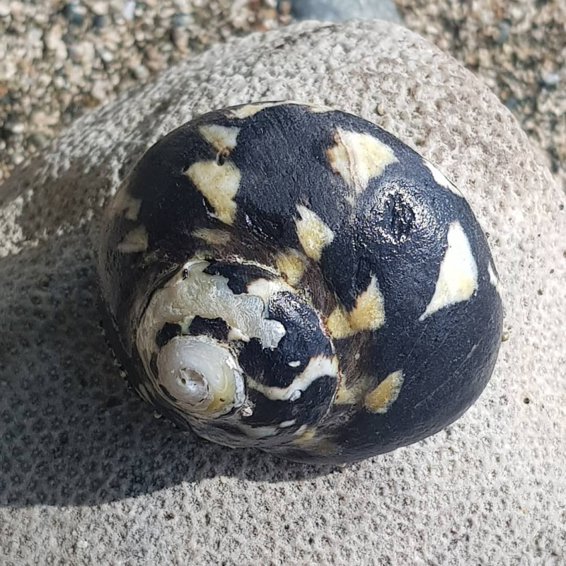 Cittarium pica - Turbo Mexicano