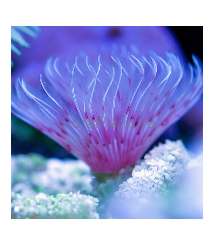 Bispira guinensis - Pink Vhite Feather Duster