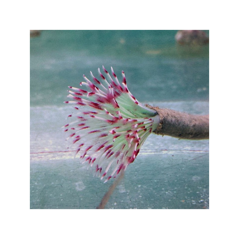 Bispira guinensis - Pink Vhite Feather Duster Bispira guinensis - Pink Vhite Feather Duster