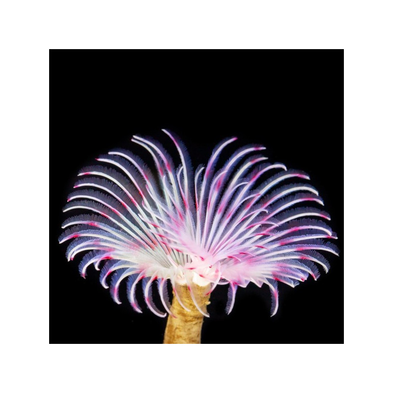 Bispira guinensis - Pink Vhite Feather Duster