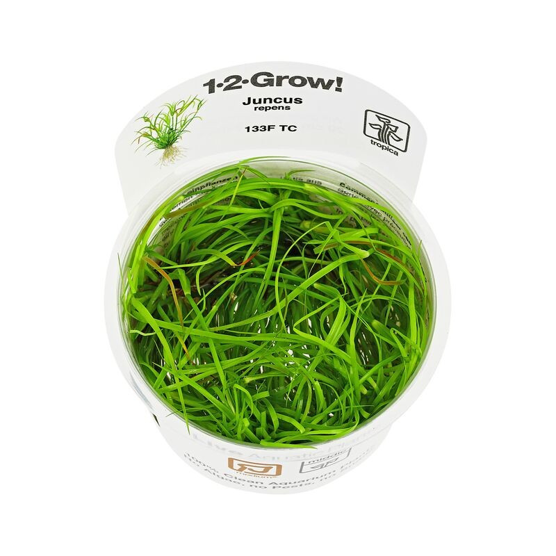 Juncus Repens