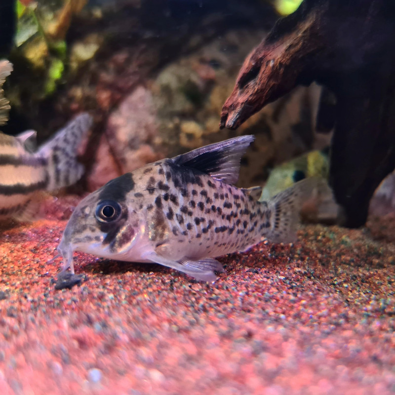 Corydoras leucomelas - M