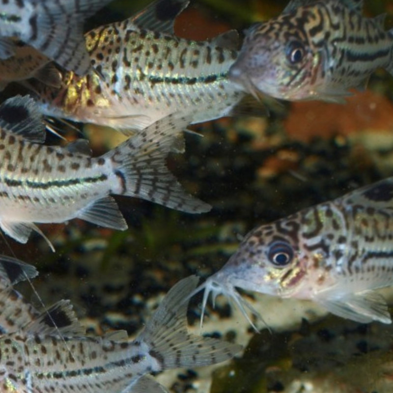 Corydoras leopardus C102 XL