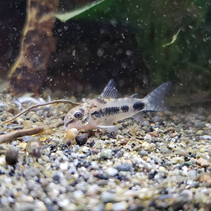 Corydoras habrosus - M