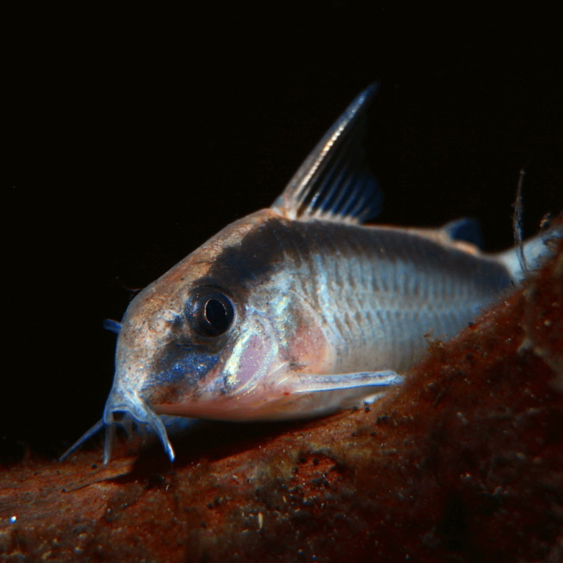 Corydoras arcuatus 4-5cm