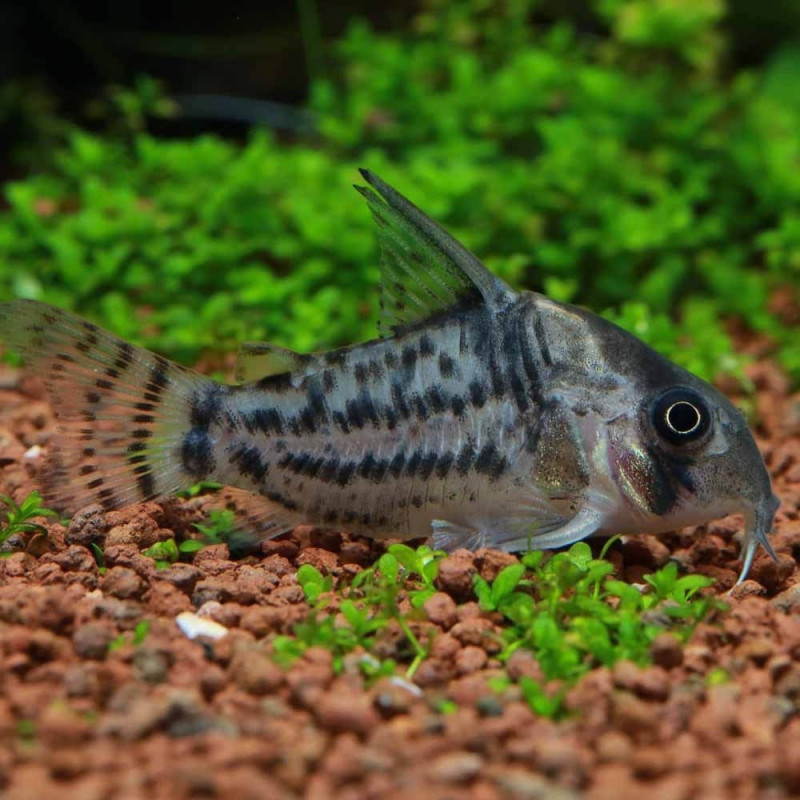 Corydoras schwartzi - L
