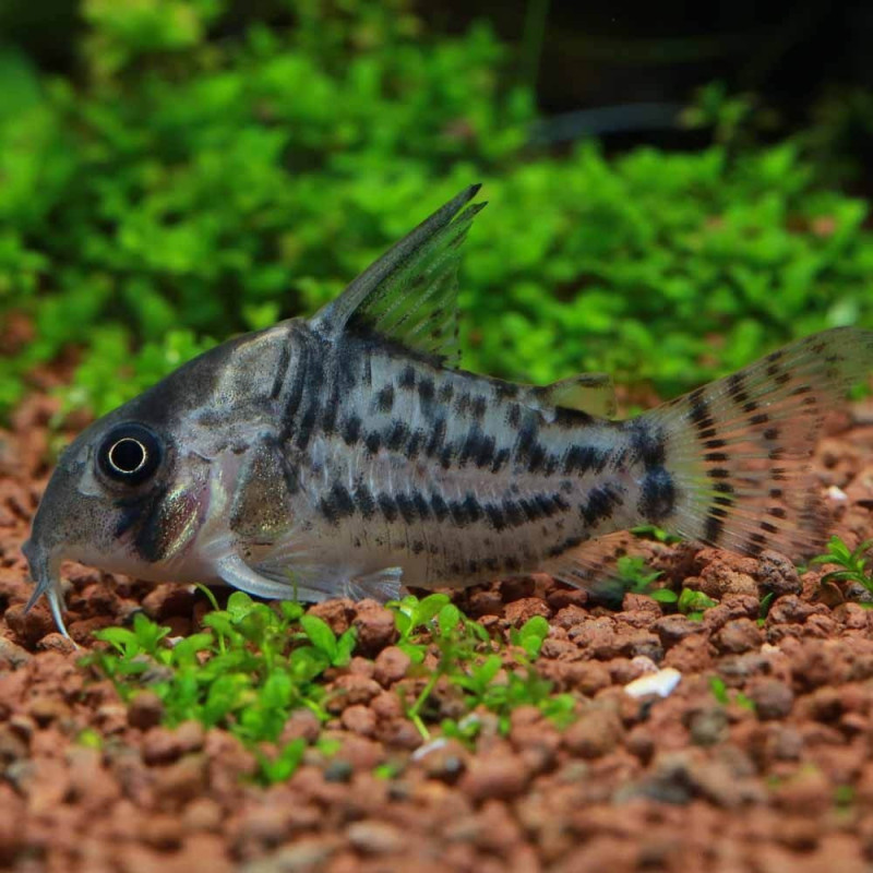Corydoras schwartzi - L