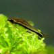 Corydoras pygmaeus - M