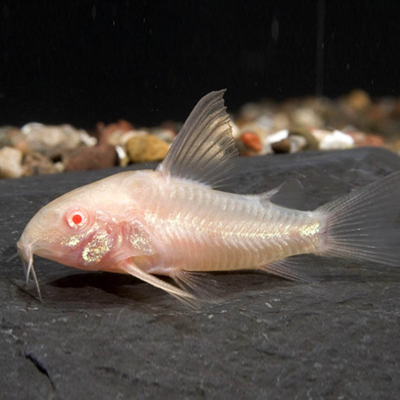 Corydoras paleatus Albina