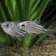 Corydoras nanus