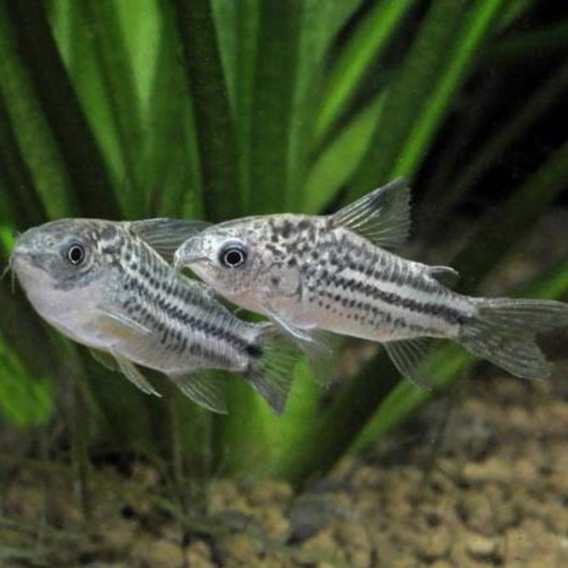 Corydoras nanus