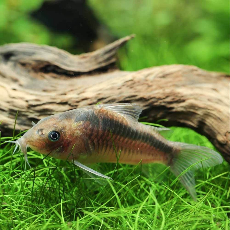 Corydoras rabauti