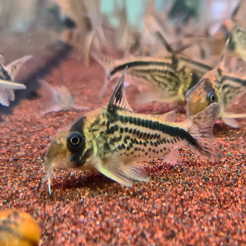 Corydoras loxozonus