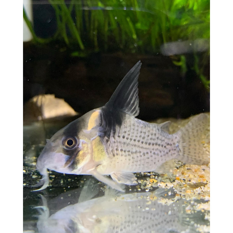 Corydoras brevirostris