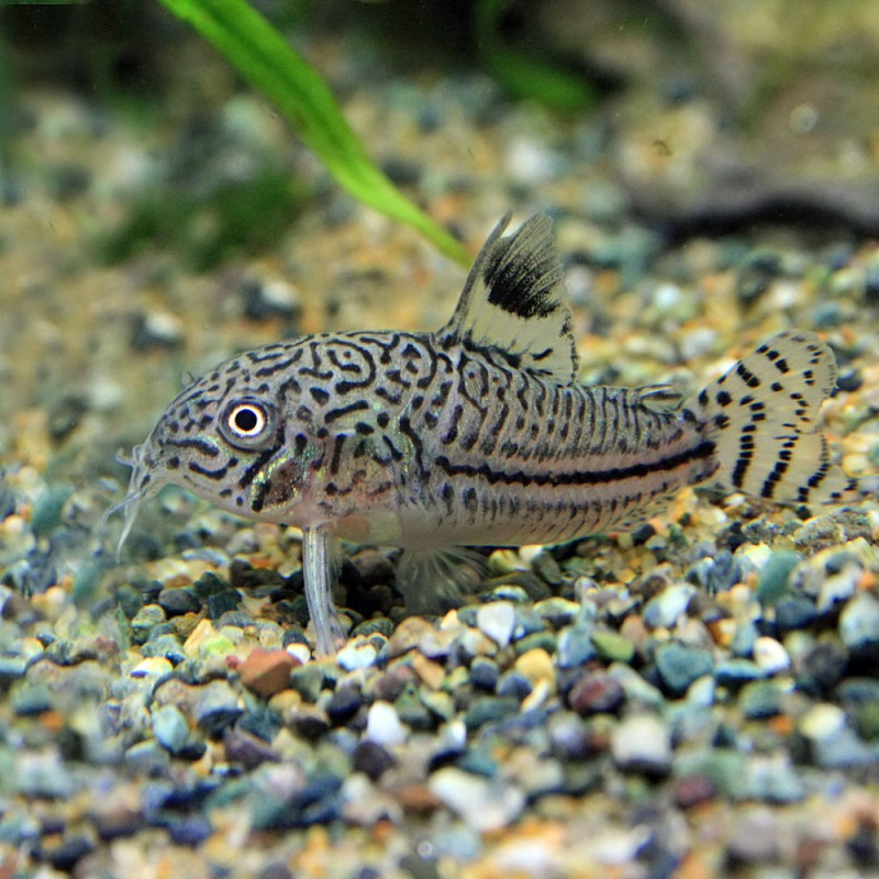 Corydoras Trilineatus